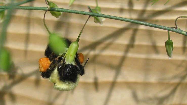 Image for Bumblebees Are Working Even Harder Than We Thought