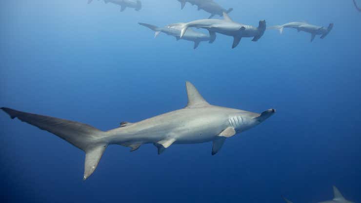 Image for Hammerhead Sharks 'Hold Their Breath' When Deep Diving